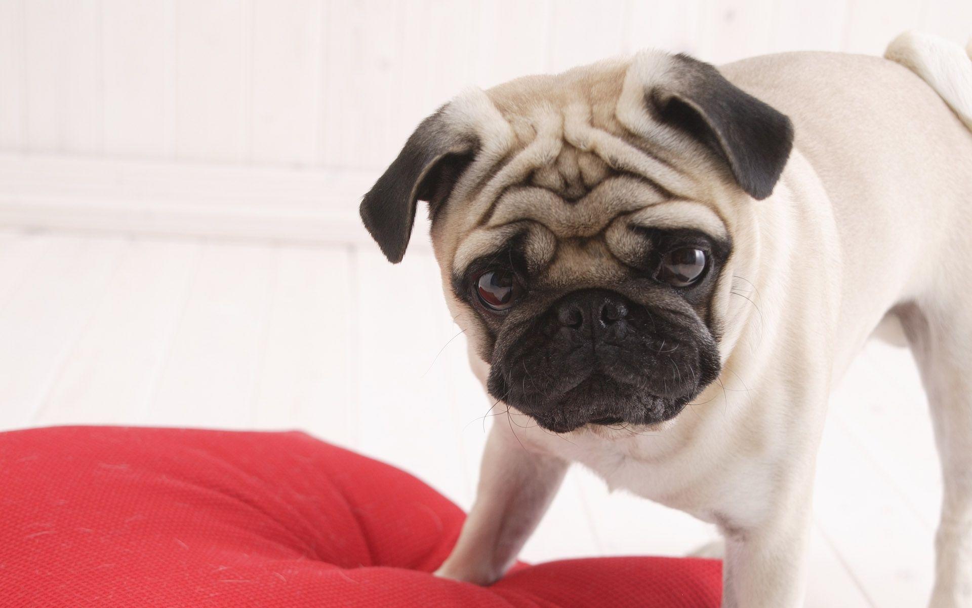 Pug Dog Standing on Red Pillow Free and Wallpaper