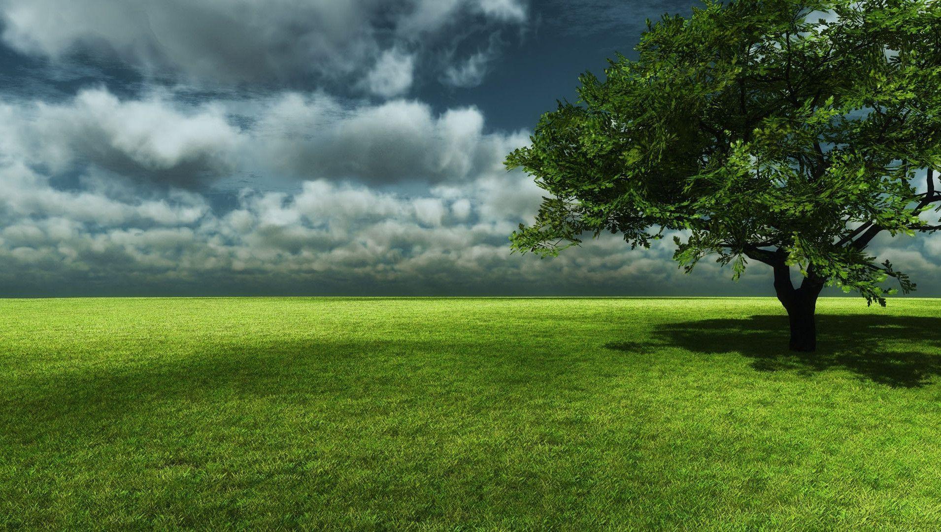 Green Tree with Field and Cloudy Sky Free and Wallpaper
