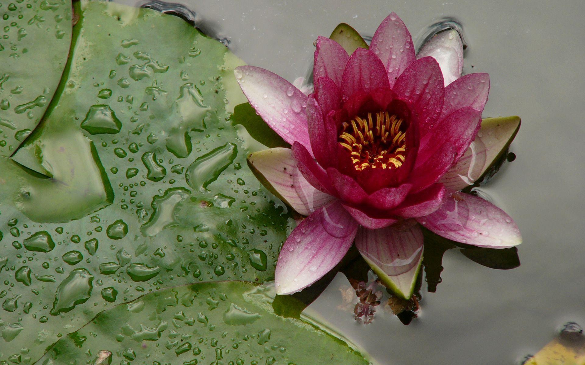 Pink and Yellow Water Lily Wallpaper Pond Blog