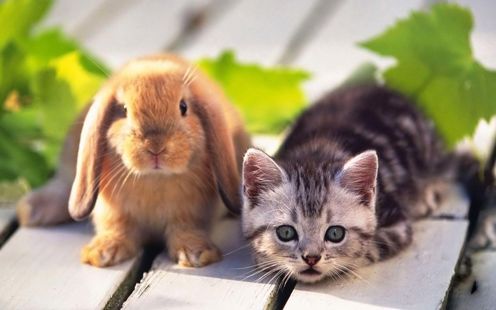 Desktop Wallpaper · Gallery · Animals · Kitten and Rabbit