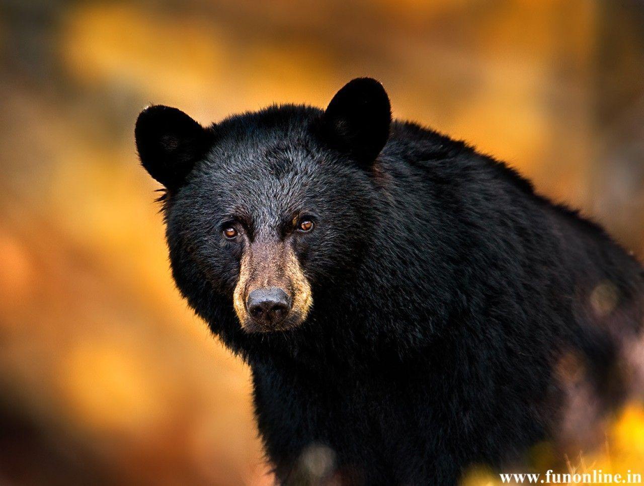 Black Bear Wallpaper