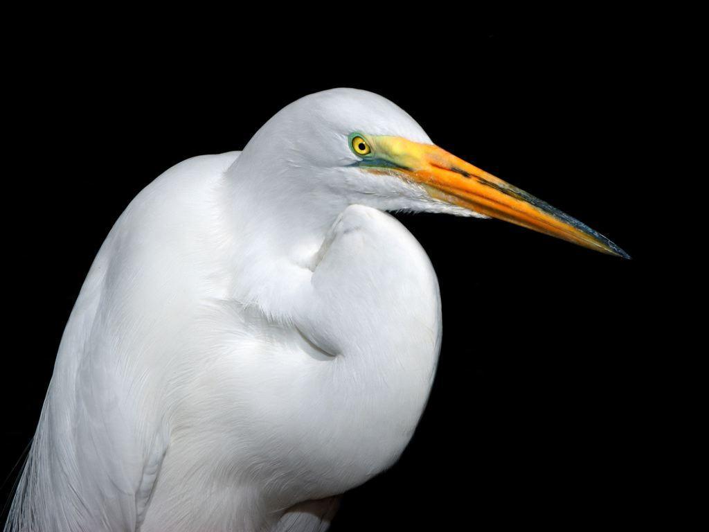Desktop Wallpaper · Gallery · Animals · White Heron. Free