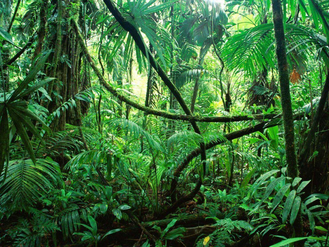 Amazon Forest Background Wallpaper. Green HD Wallpaper