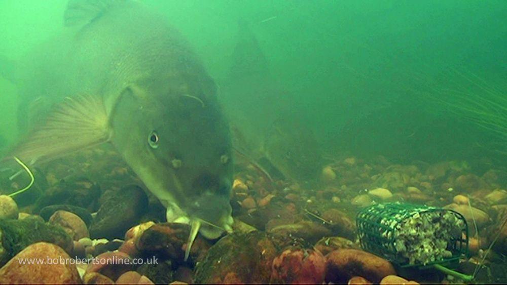 free online desktop background