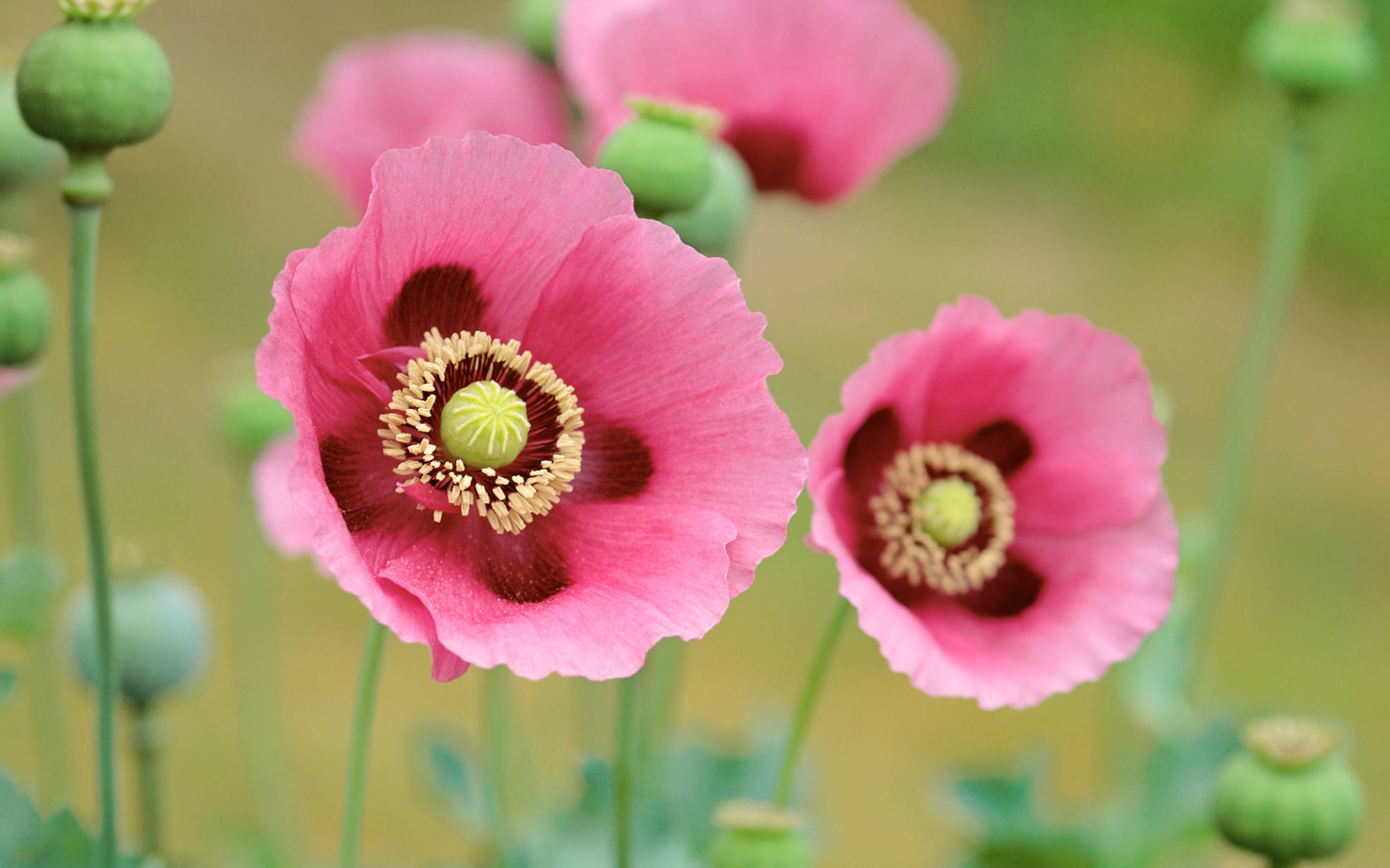 Flowers Picture Free Desktop Wallpaper Calendar. woliper