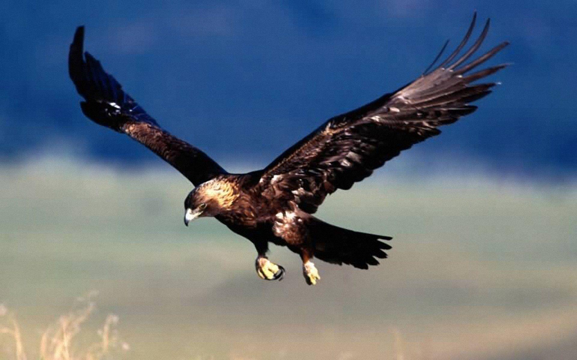 image For > Flying Eagle Art