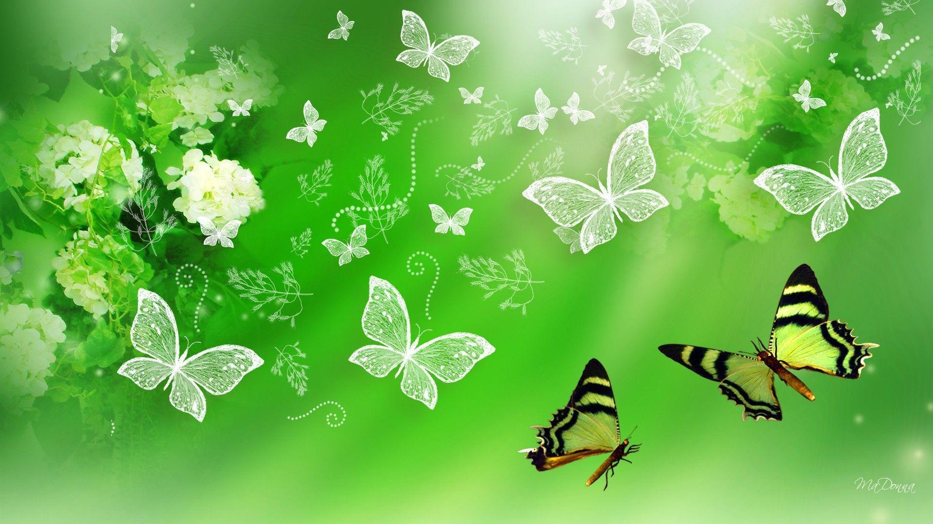 Wallpaper For > Green Butterfly Wallpaper