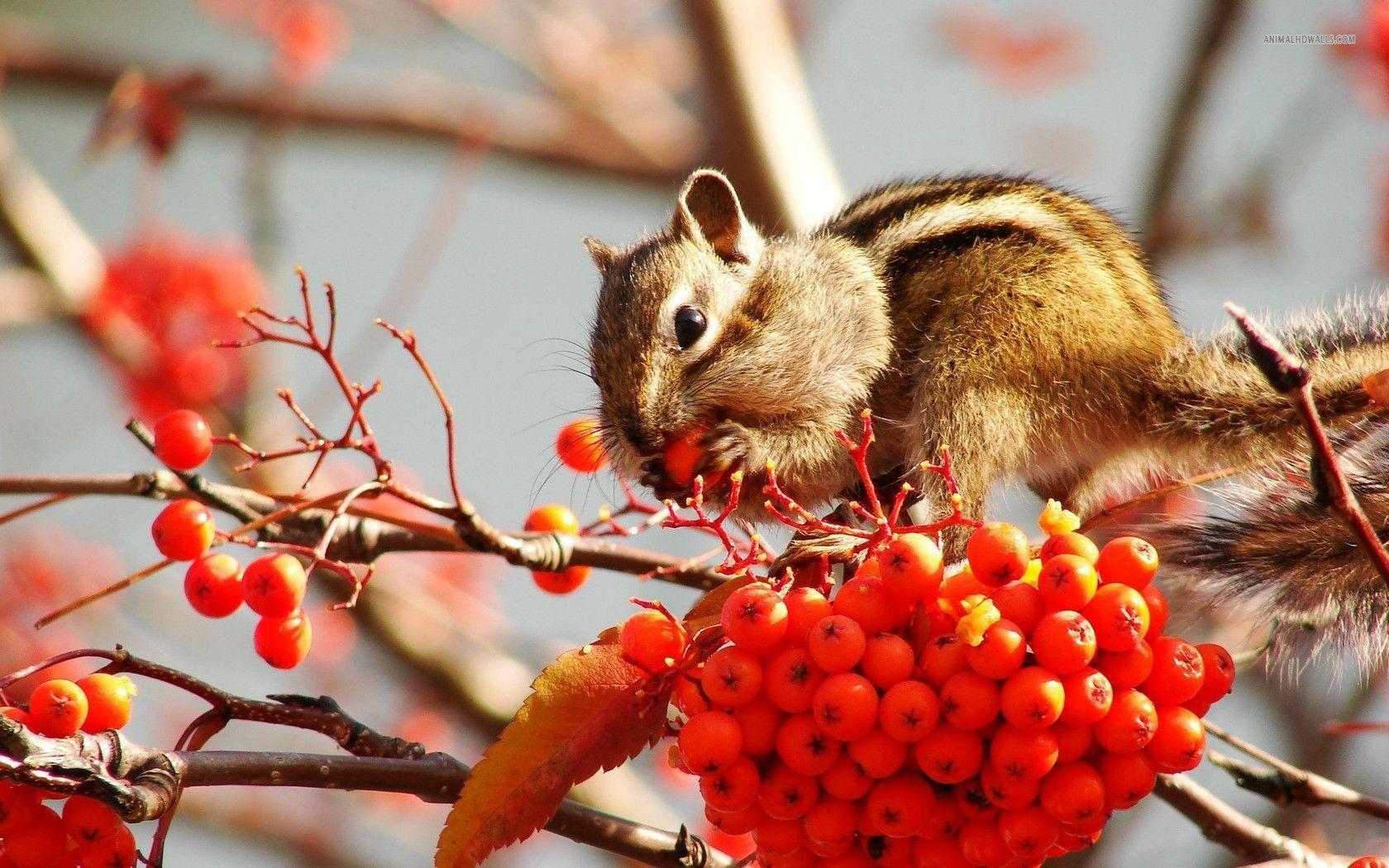 Chipmunk wallpaper #