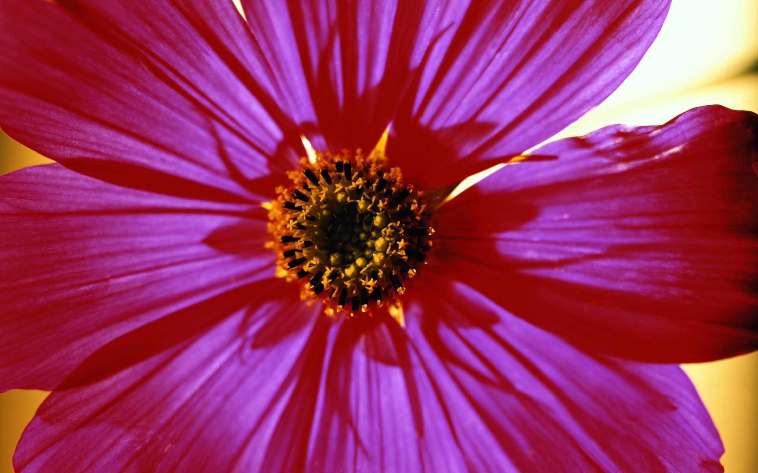 Desktop Wallpaper · Gallery · Nature · Pink daisy flower. Free