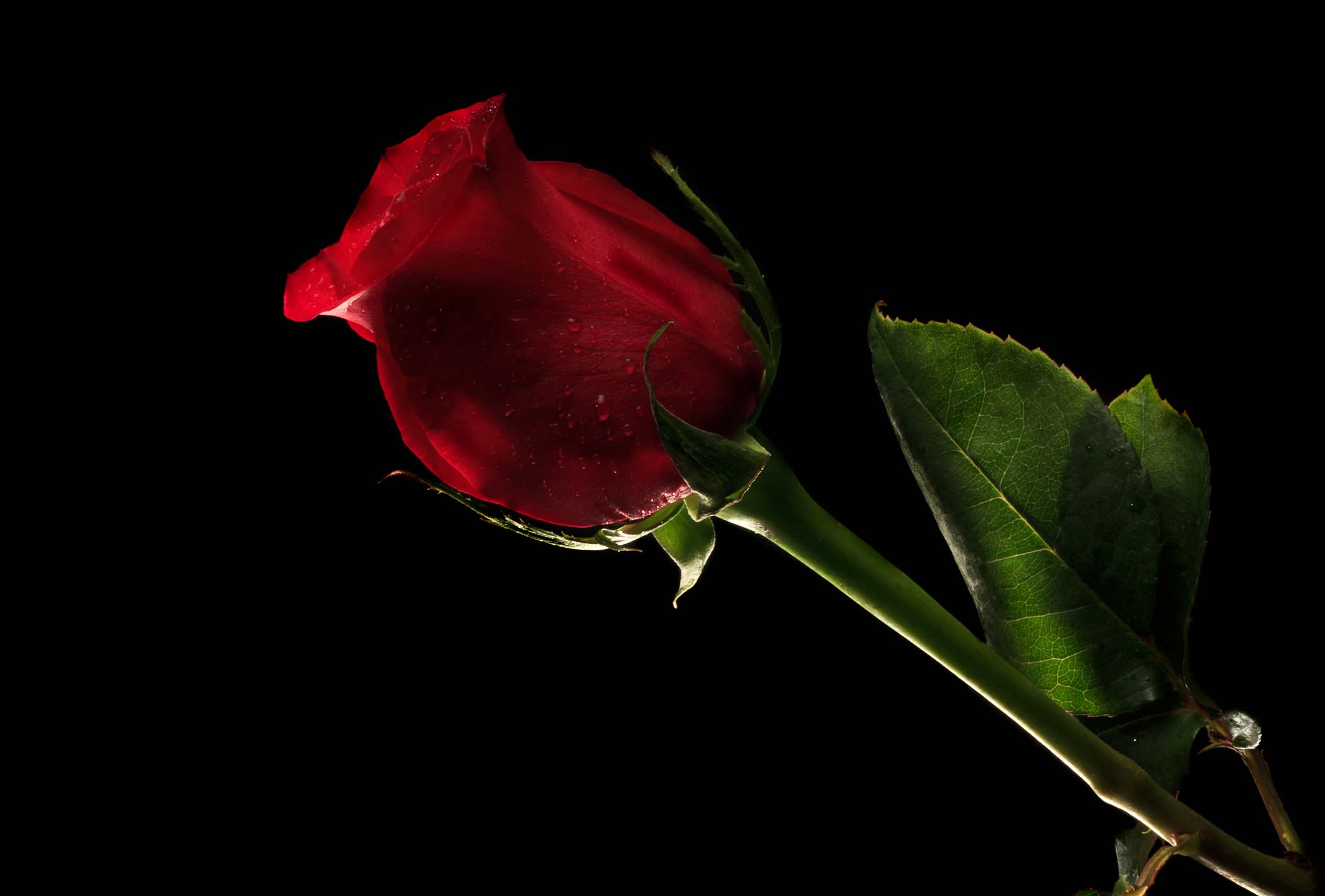 Red Roses Wallpaper Free 4852 Photo. Best Wallpaper Photo