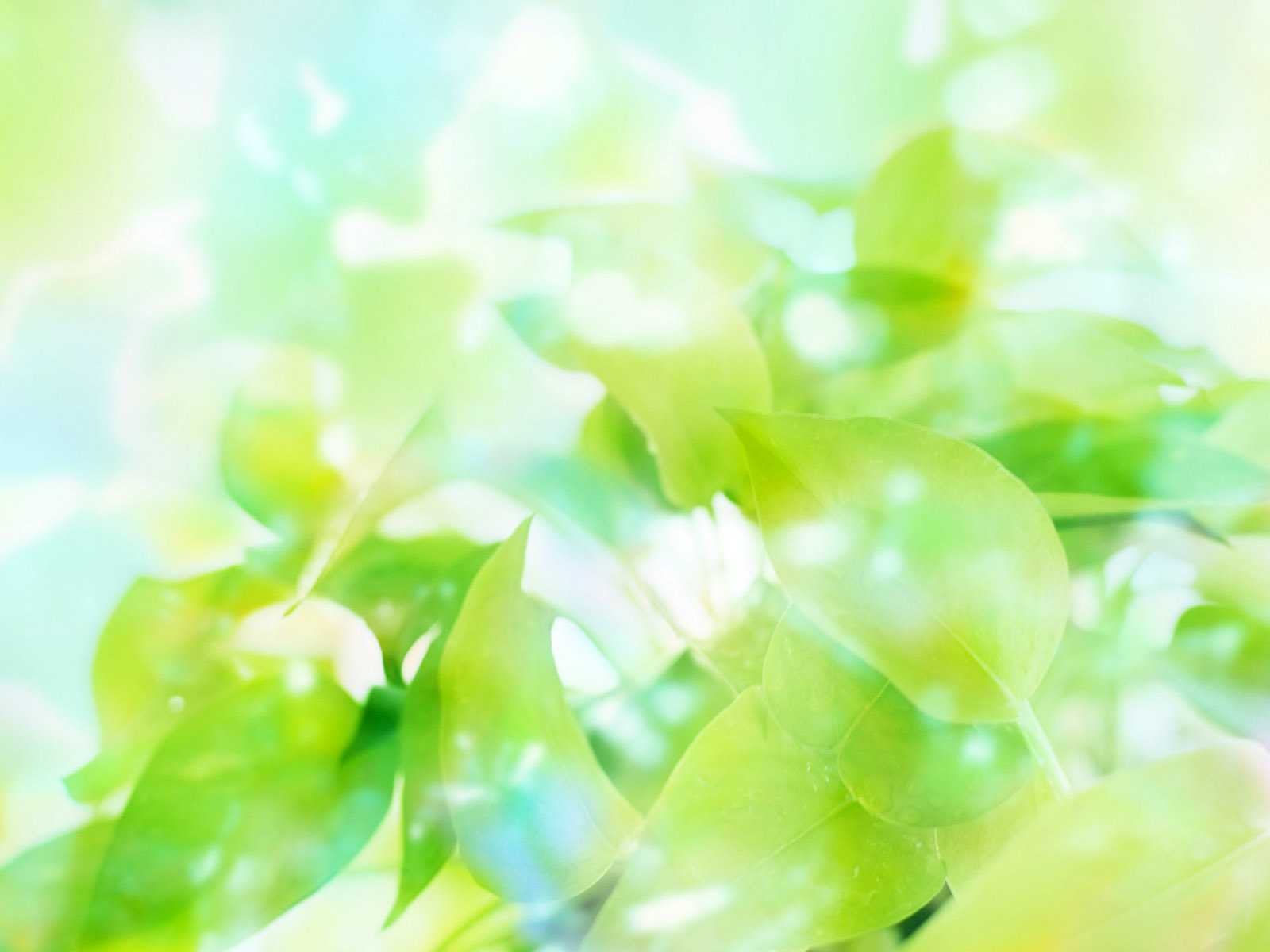 Green Large Leaf Wallpaper