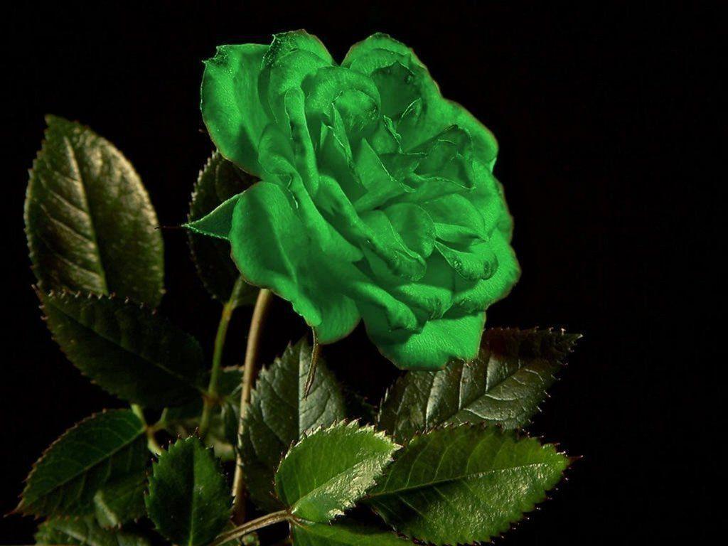 Green Rose Wallpaper 16