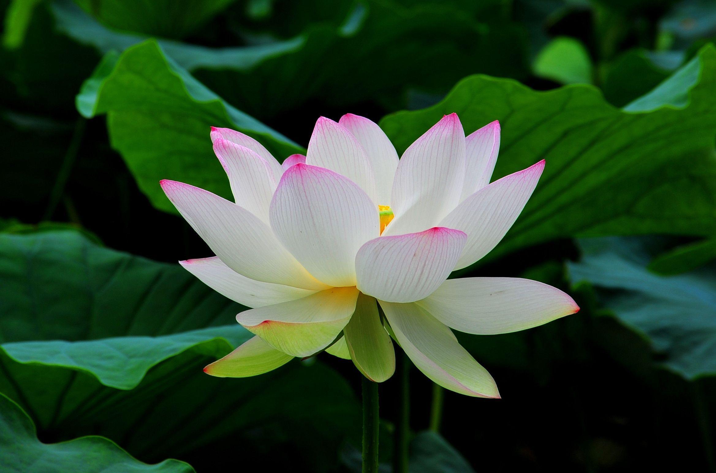 Beautiful White Lotus Flower HD Wallpaper
