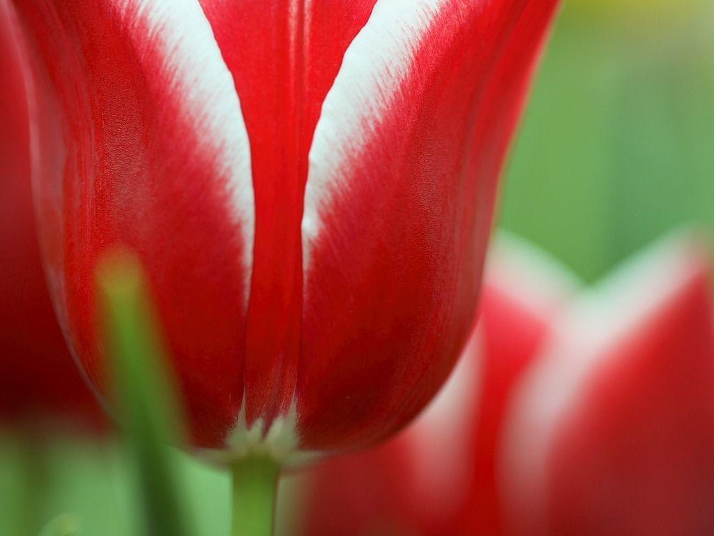 5Bmi9com 5D Tulip flower wallpaper 2442 Wallpaper