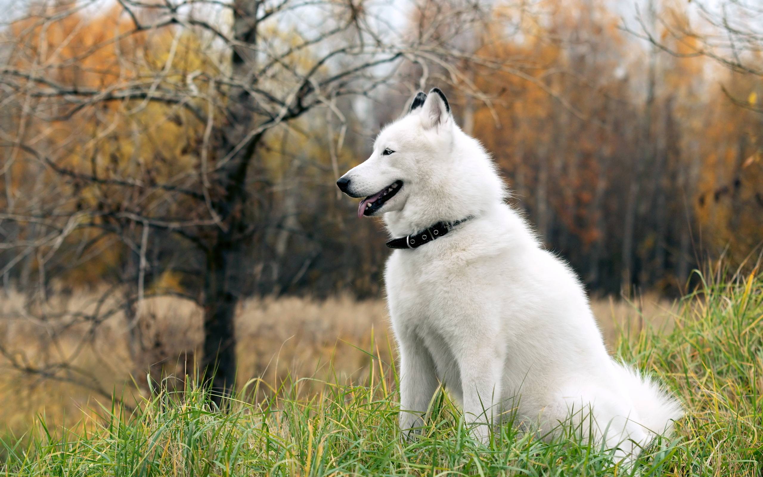Download Siberian Husky Dog White Radiope Wallpaper 2560x1600