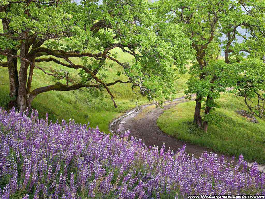 Spring Nature Image Free Wallpaper. ForestHDWallpaper