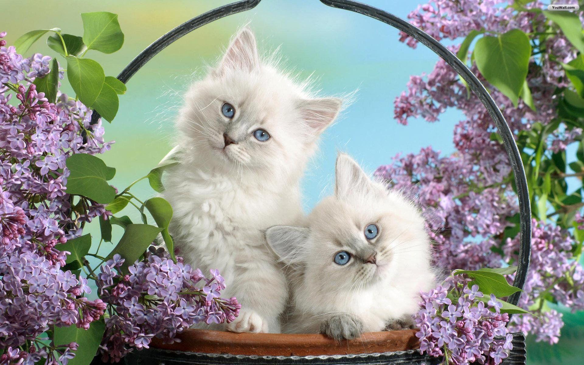 Two Fluffy White Cats Near Flowers