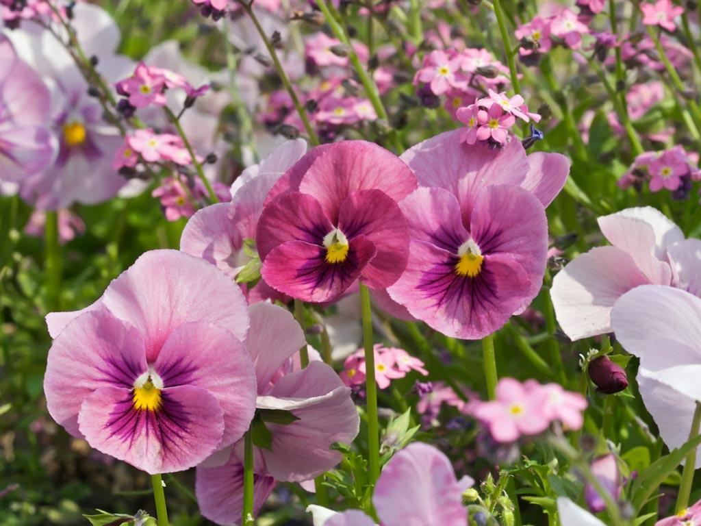 Pink Pansy Field Ypr Wallpaper 1024x768 px Free Download