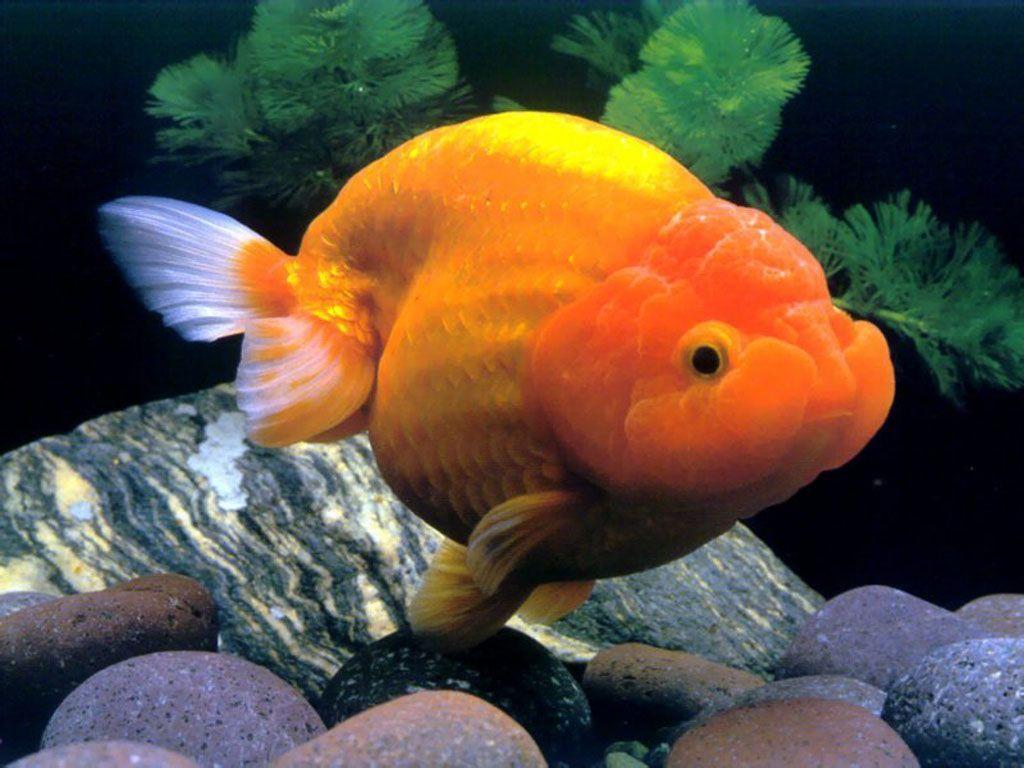big goldfish aquarium
