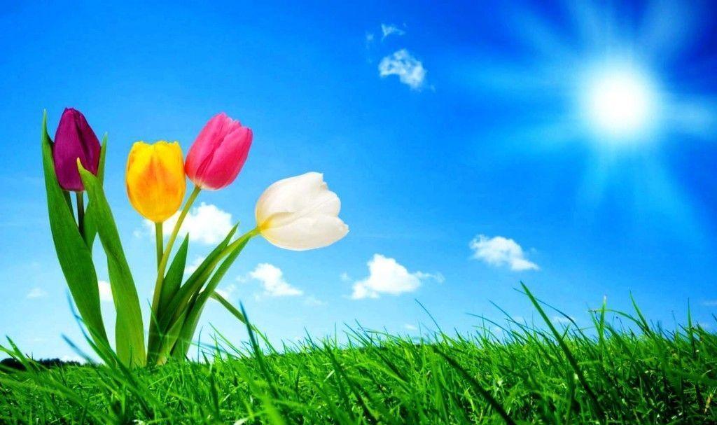 animated desktop wallpaper Wallpaper