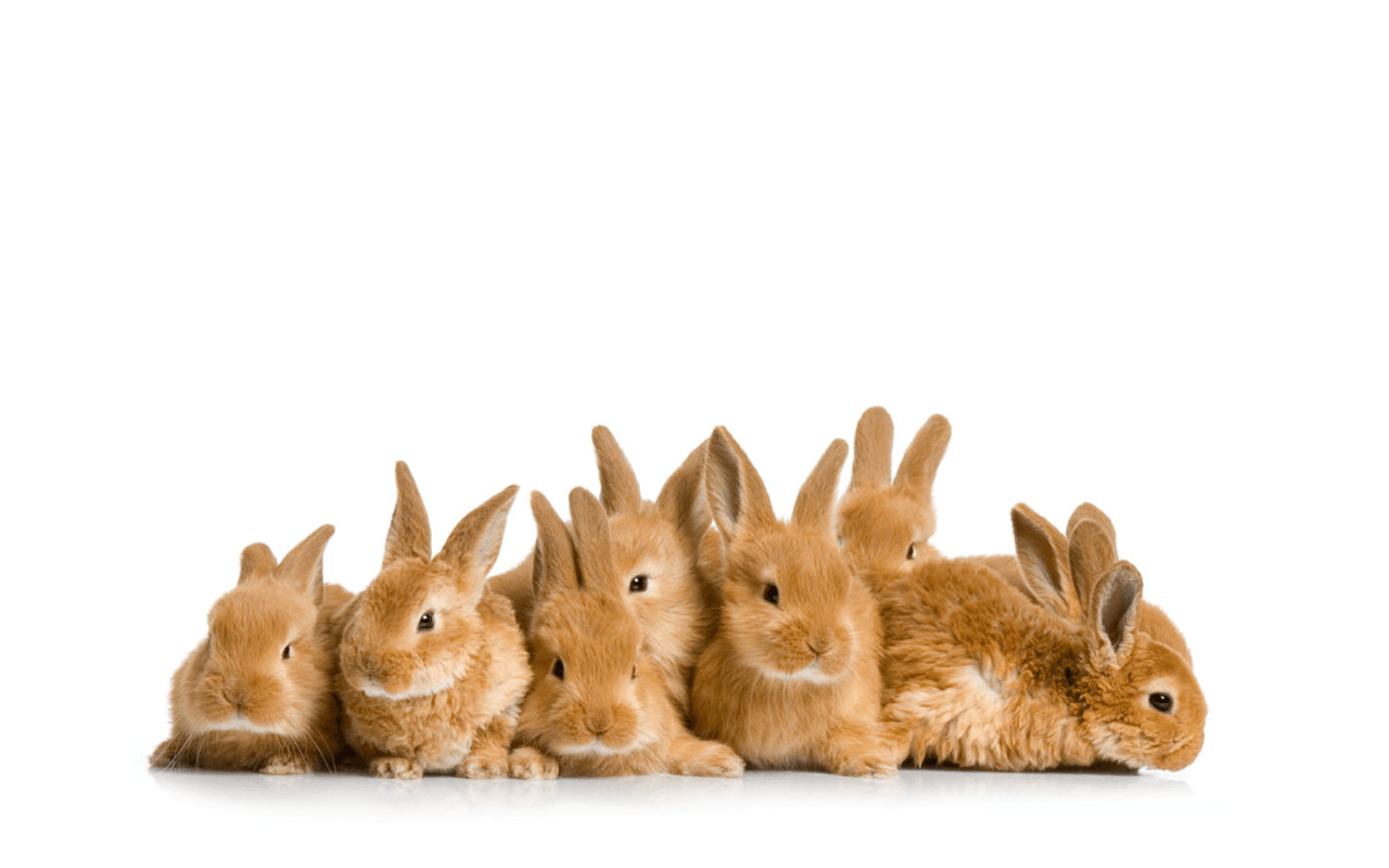 Bunny Brown Rabbit Cute Wallpaper Desktop Wallpaper