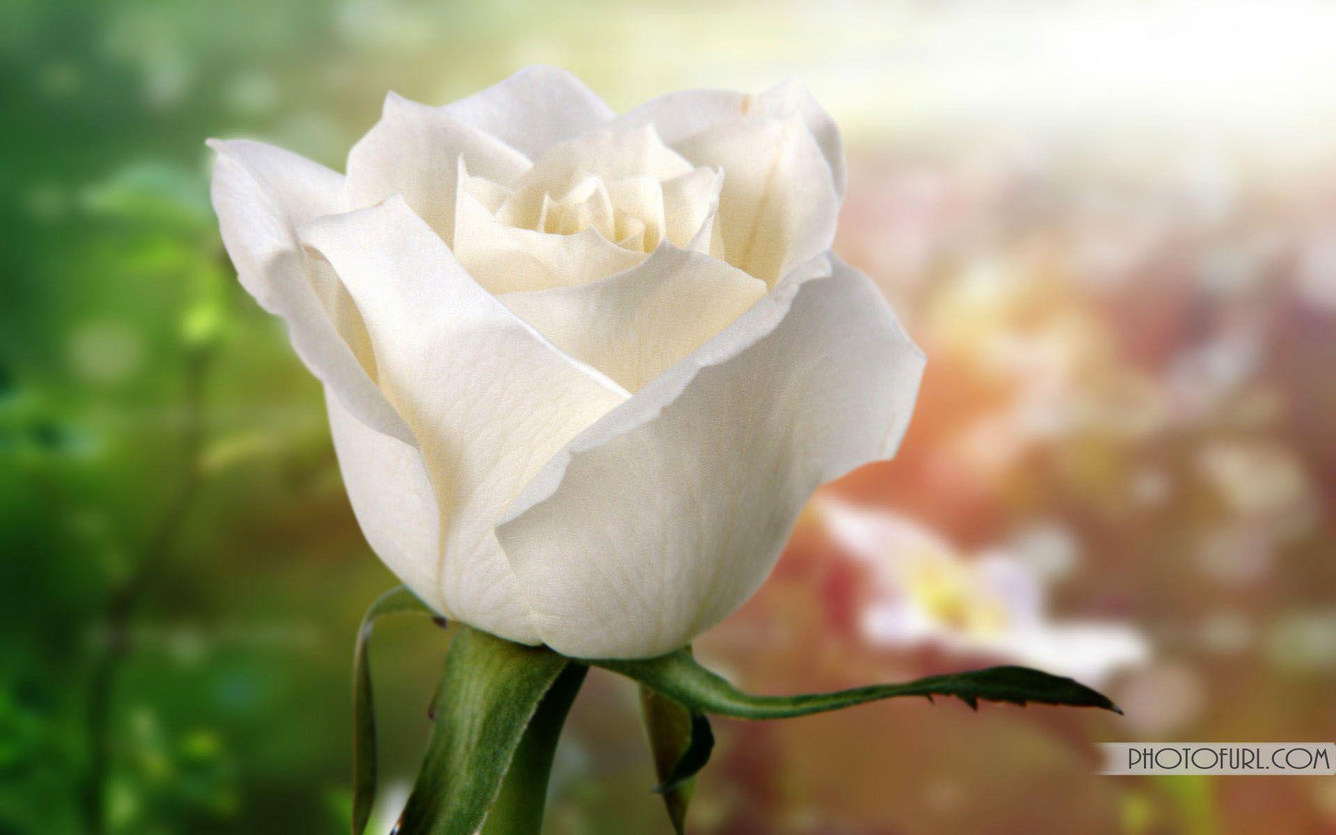 Wallpaper Flowers Roses White