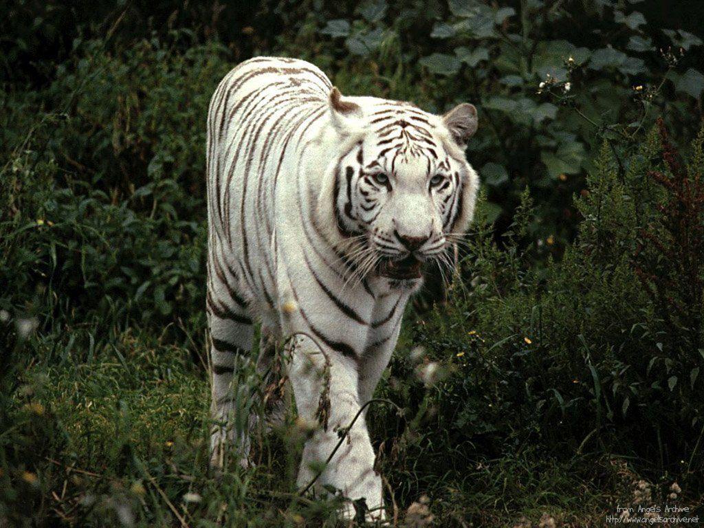 pic new posts: Wallpaper Tiger White