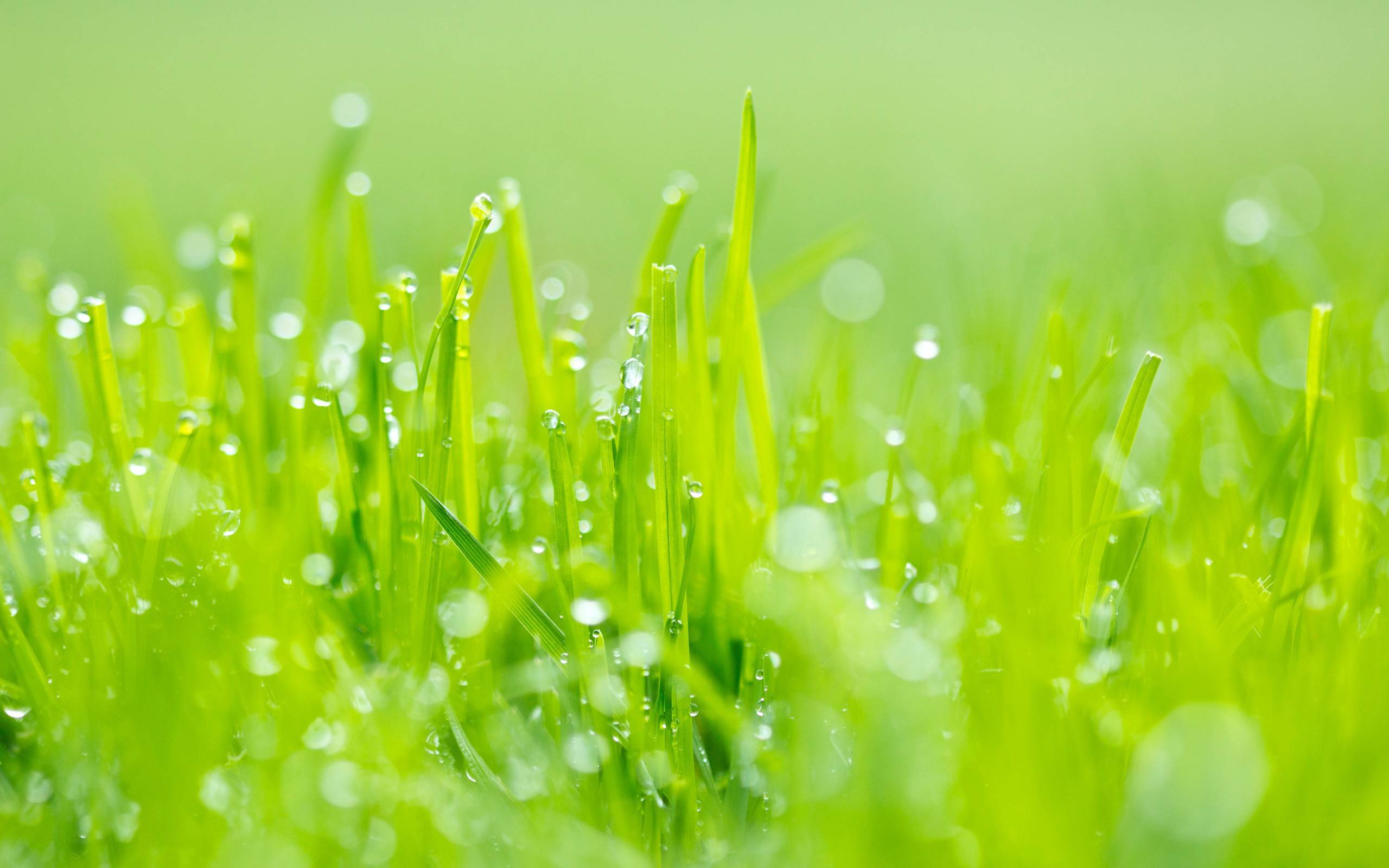 Green Grass Wallpapers - Wallpaper Cave