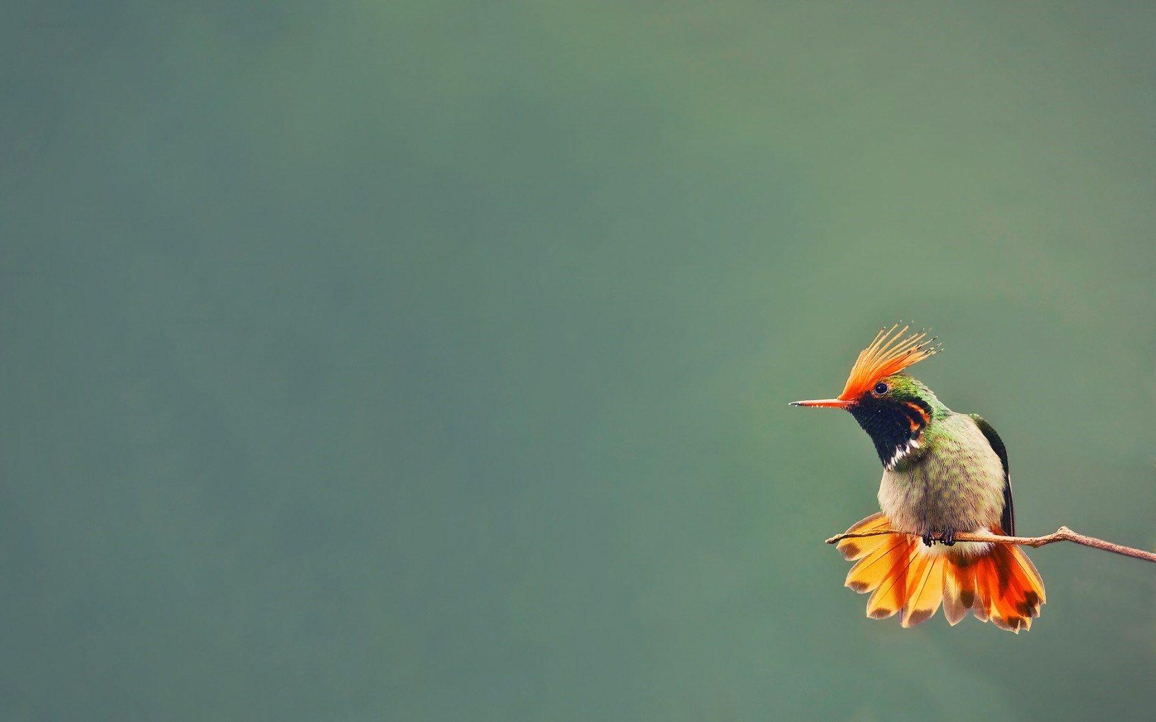 image For > Colorful Hummingbirds Wallpaper