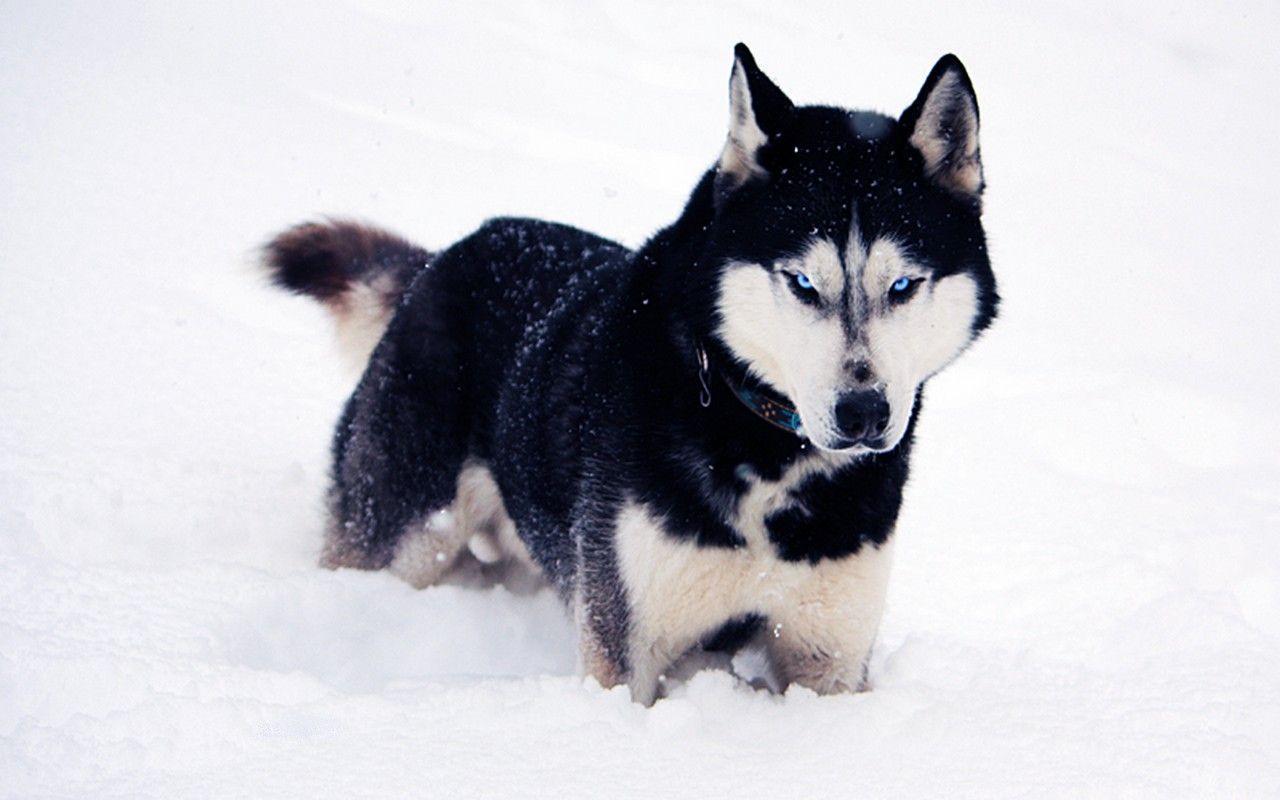 Beautiful Husky Dog (id: 54288)