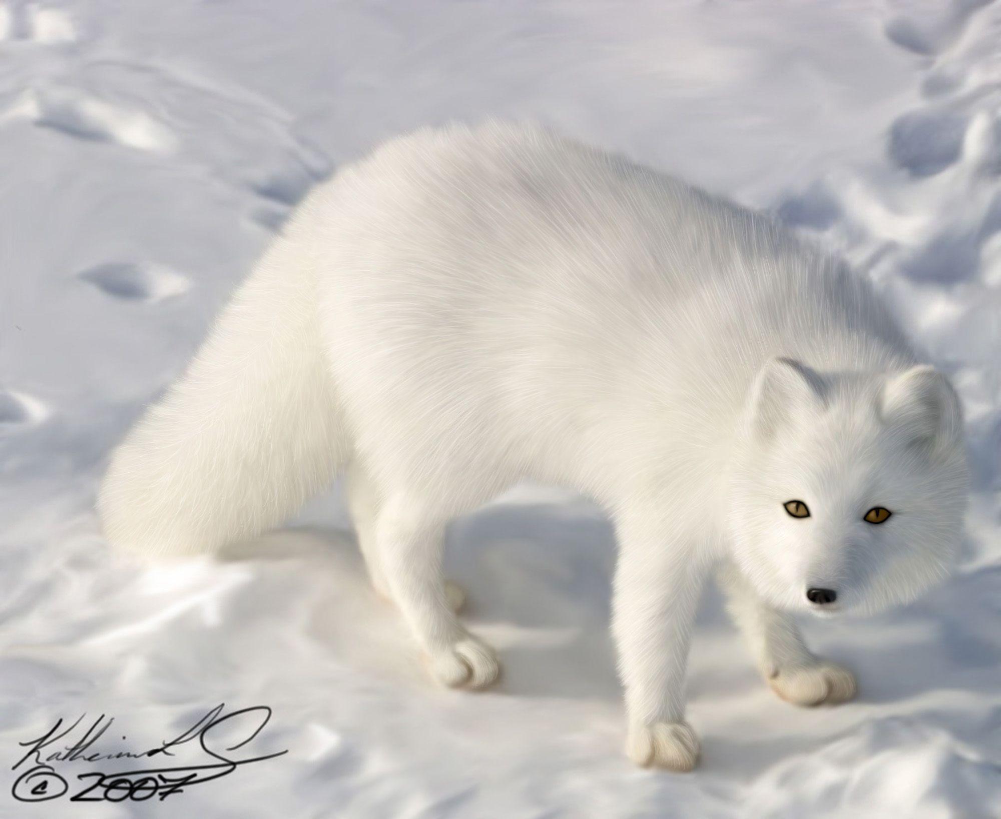 Arctic Fox Wallpaper. Animal HD Wallpaper