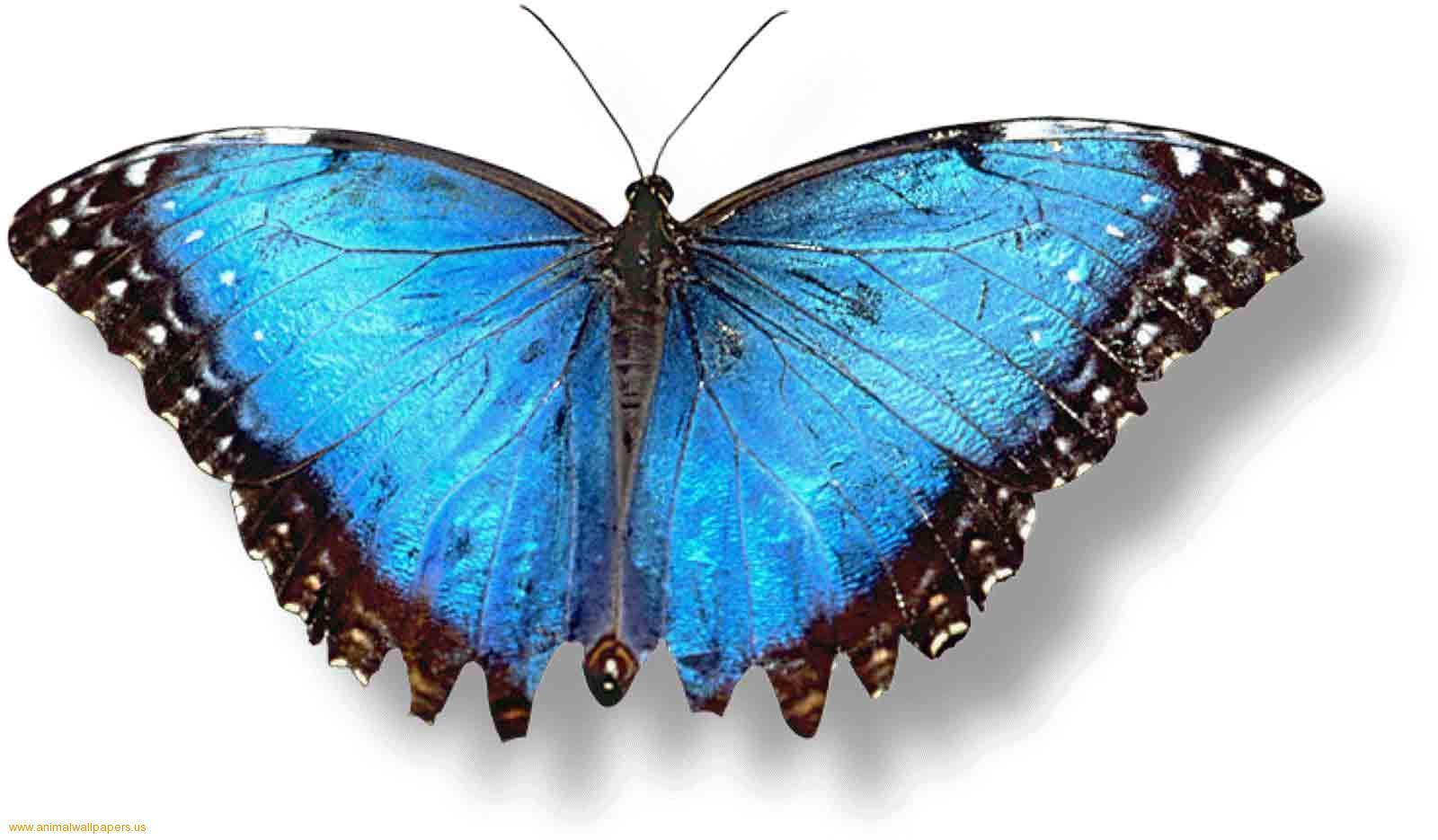 Blue Butterfly 8691 Wallpaper. Areahd