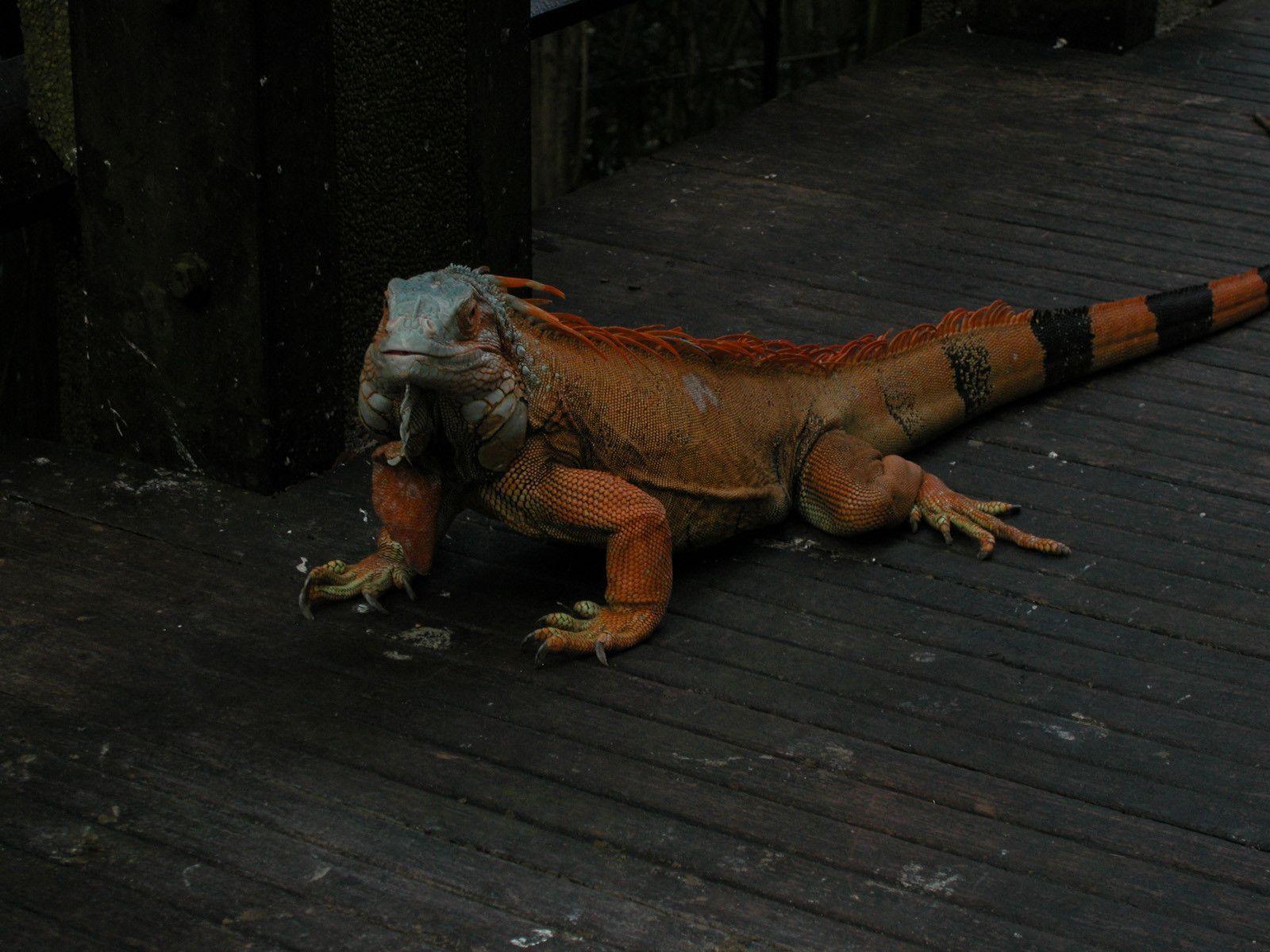 Free Hello Iguana Wallpaper, Free Hello Iguana HD Wallpaper