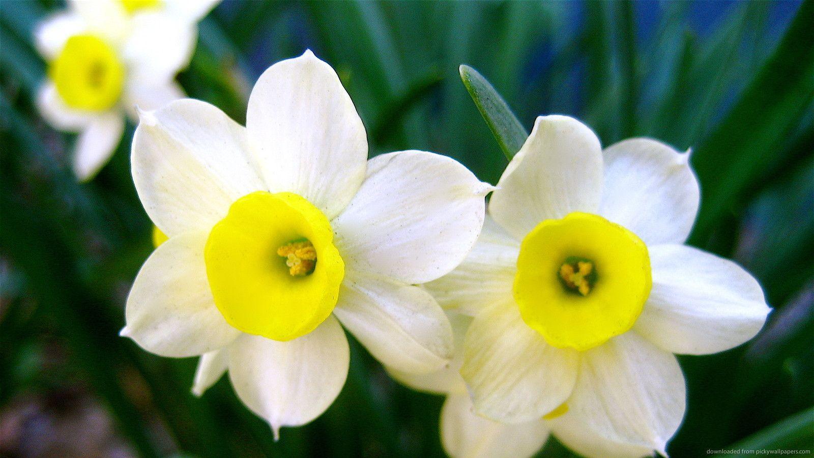 Download 1600x900 A Perfect Pair Of Daffodils Wallpaper