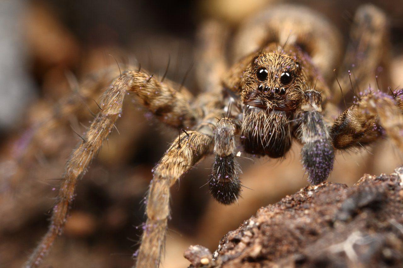Baby Wolf Spider Wide Wallpapers