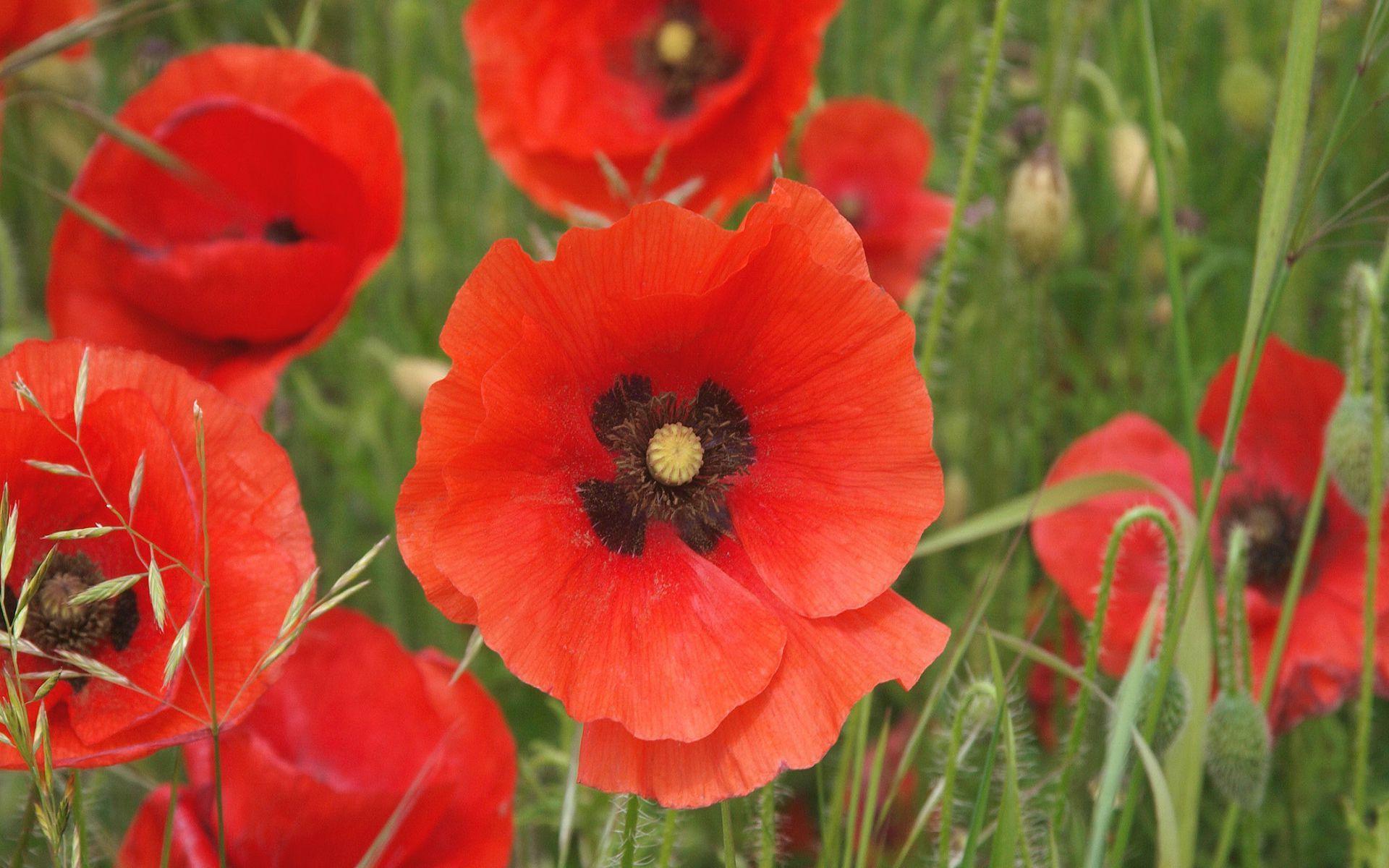 Poppy Wallpaper For Walls