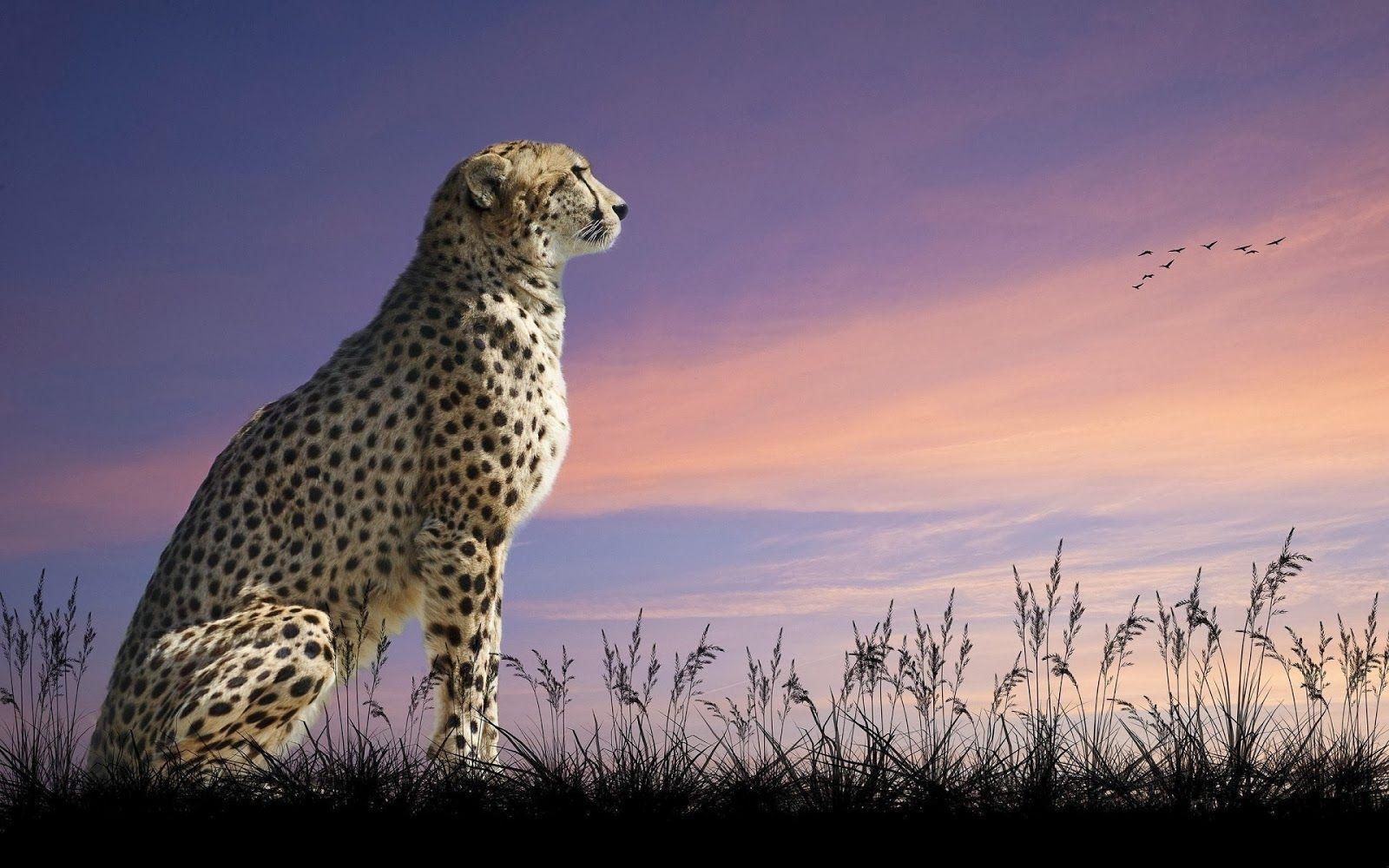 Sitting cheetah desktop wallpaper. HD Animals Wallpaper