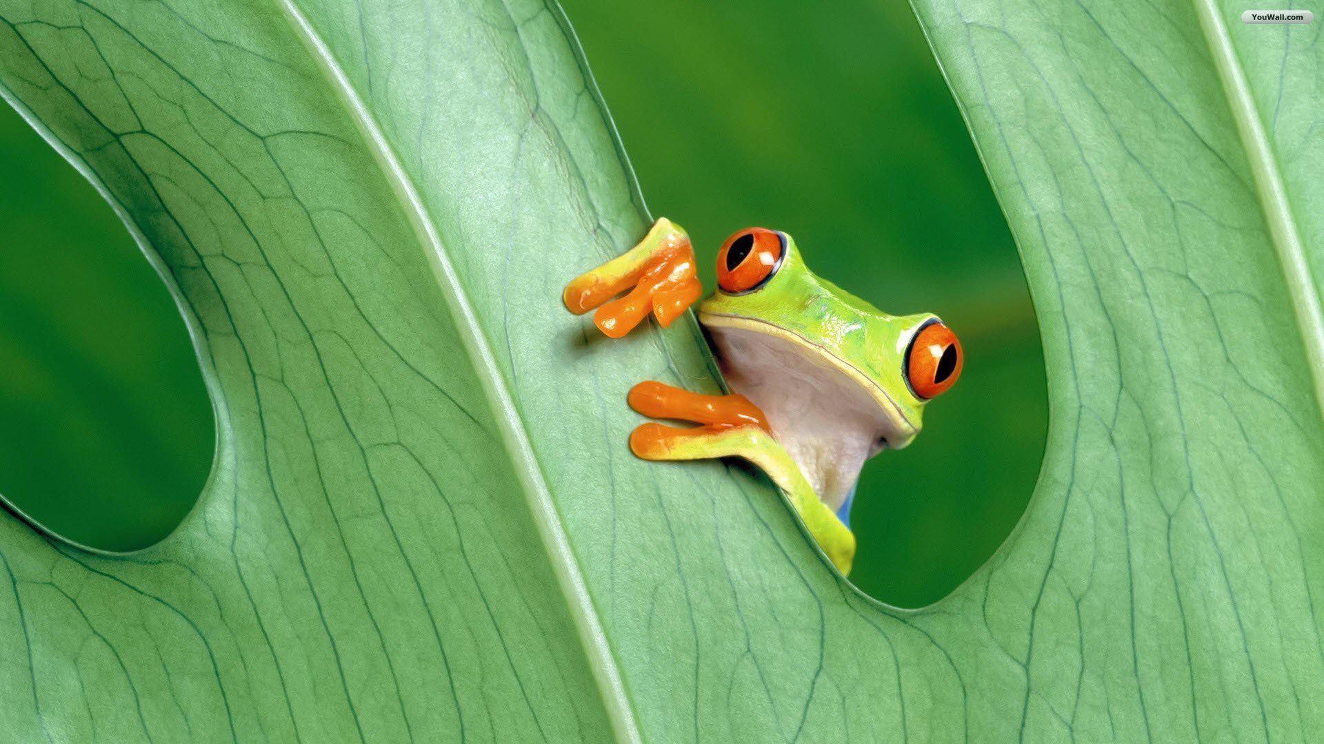 Cute Green Frog Wallpaper