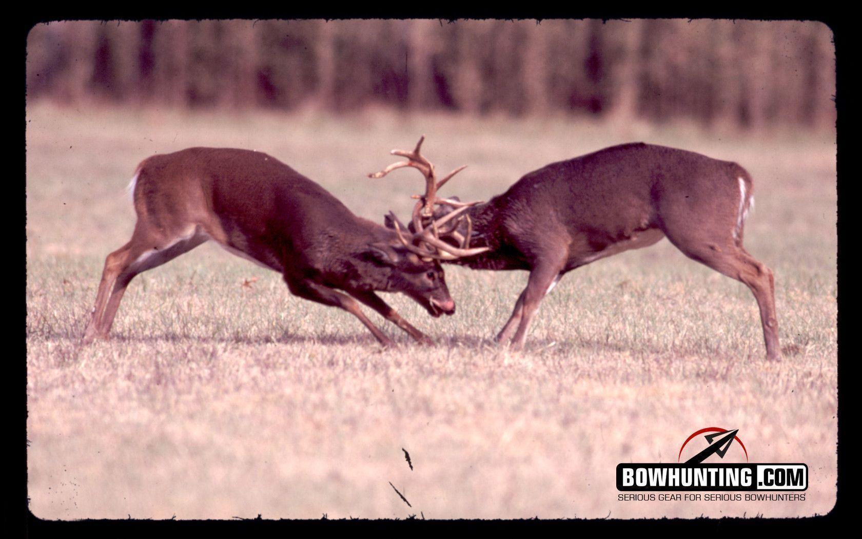 Mobile Deer Hunting Bowhunting And Wallpaper, HQ Background. HD