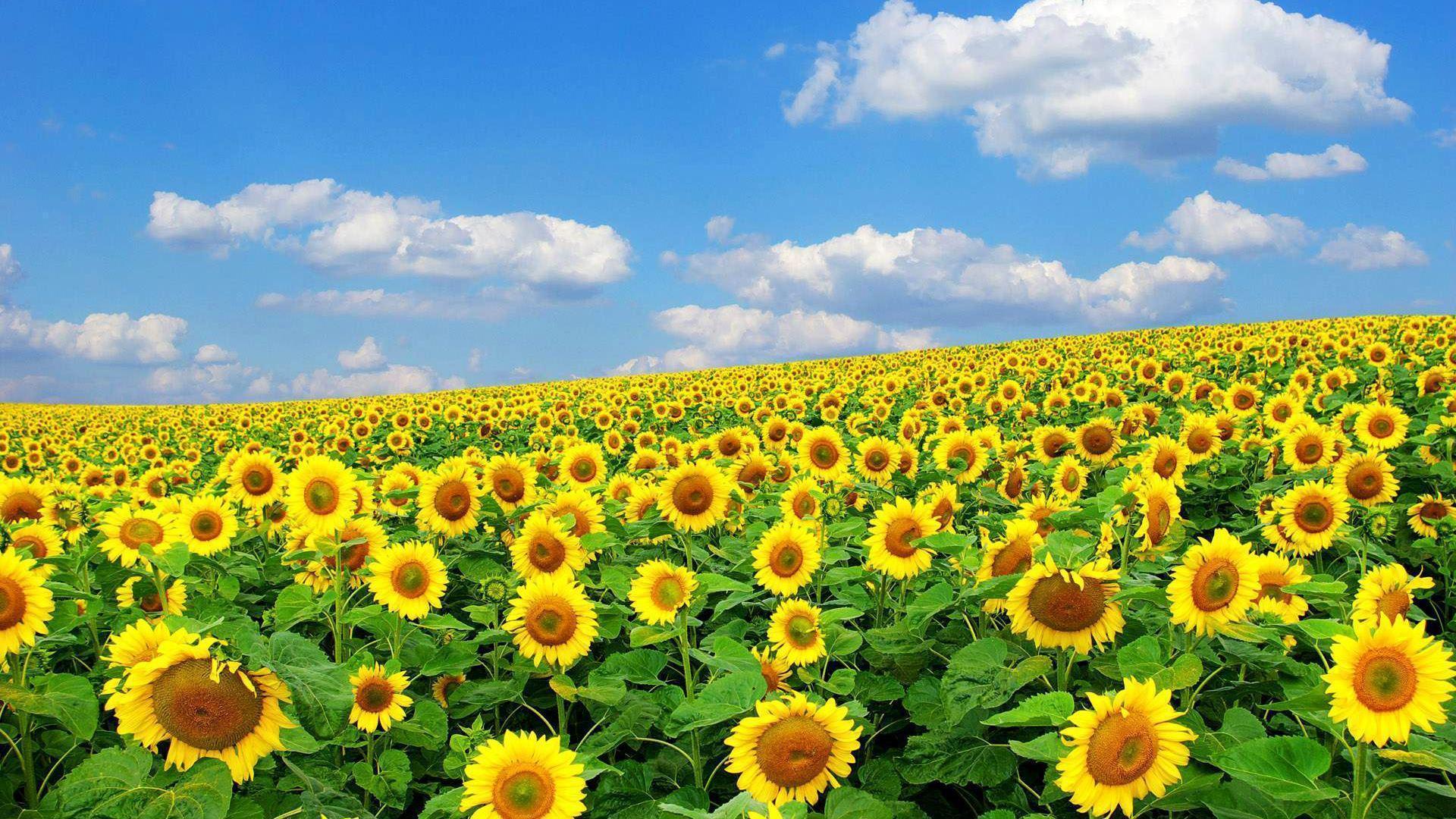 Download Flower Wallpaper In HD Wallpaper