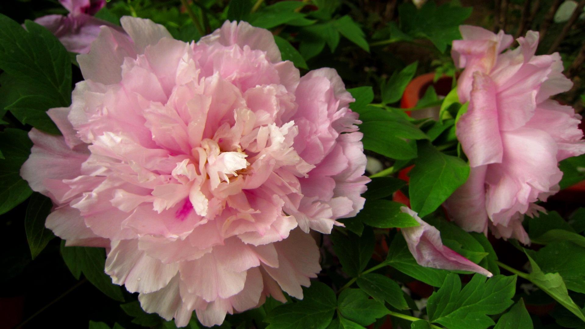 Hd Peony Flower Wallpaper Picture