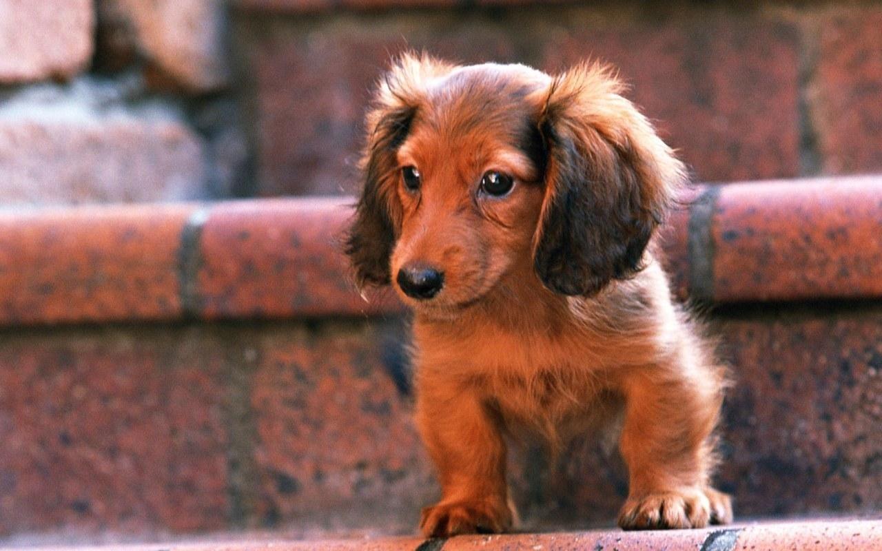 Dogs Wallpaper Blog Archive Cute Brown Mini Dachshund