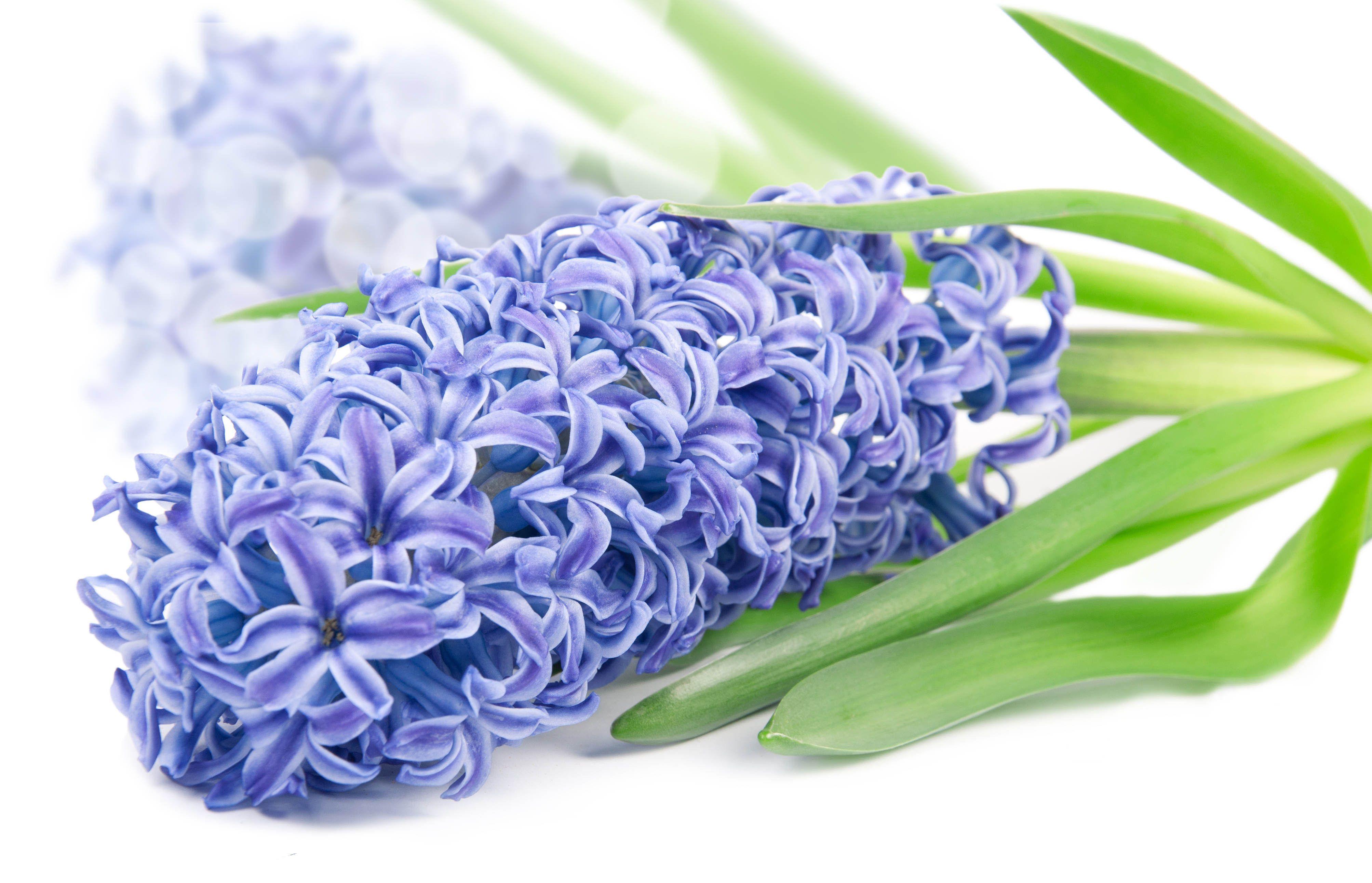 Delicate flower hyacinth wallpaper and image