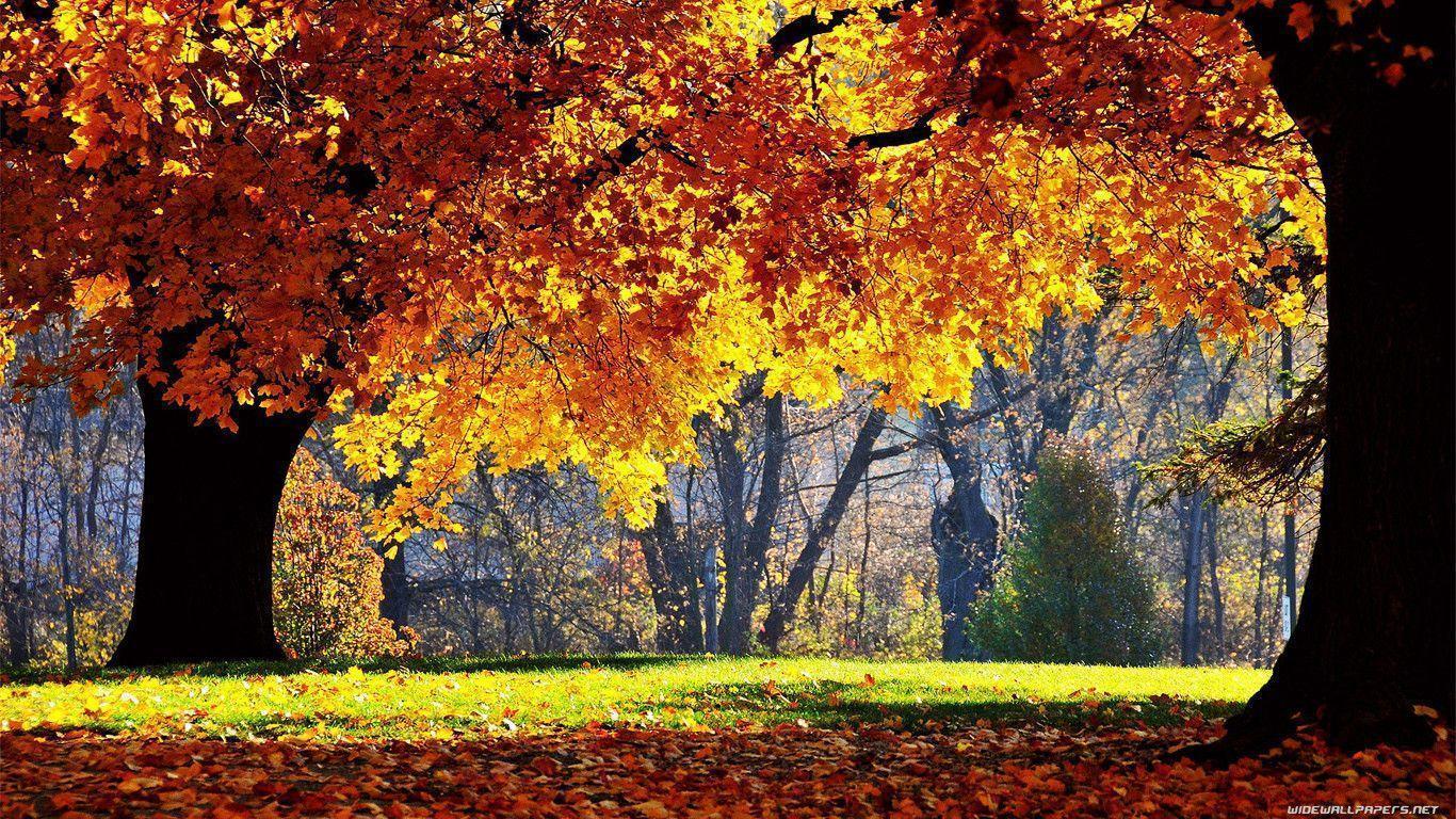 Fall and way HD wallpaper download