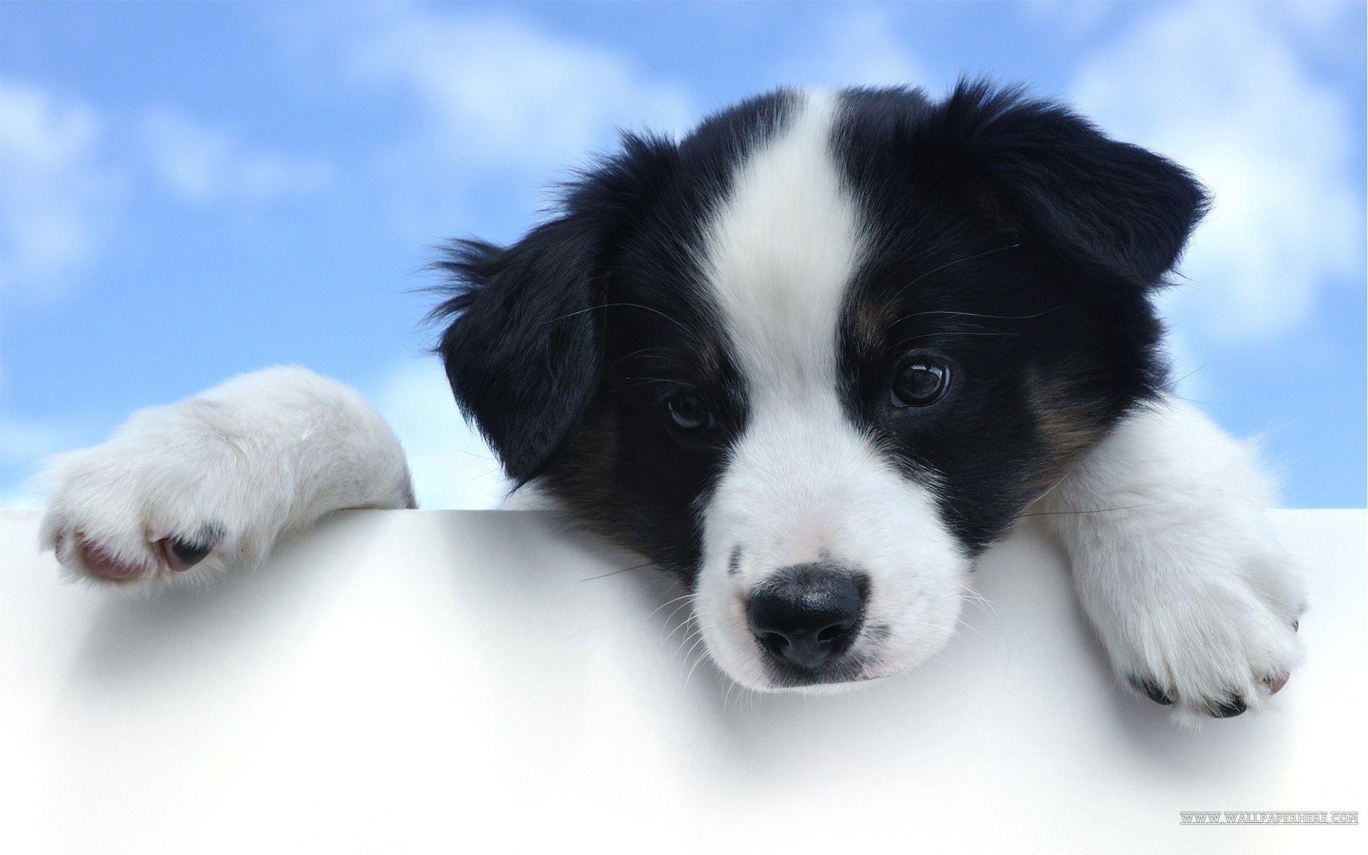 image For > Cute Dog Wallpaper Desktop