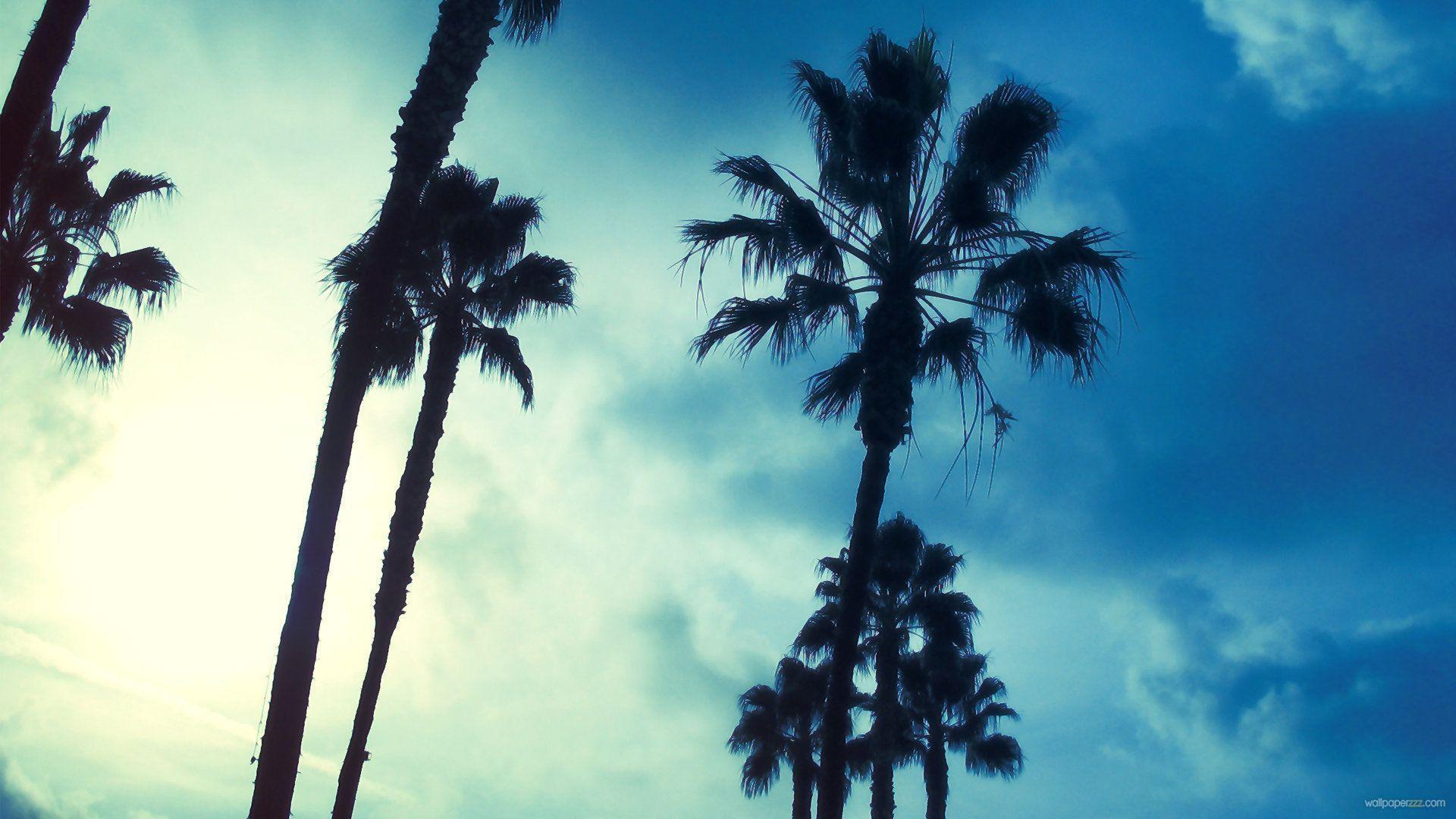 Wallpaper For > Palm Tree Background
