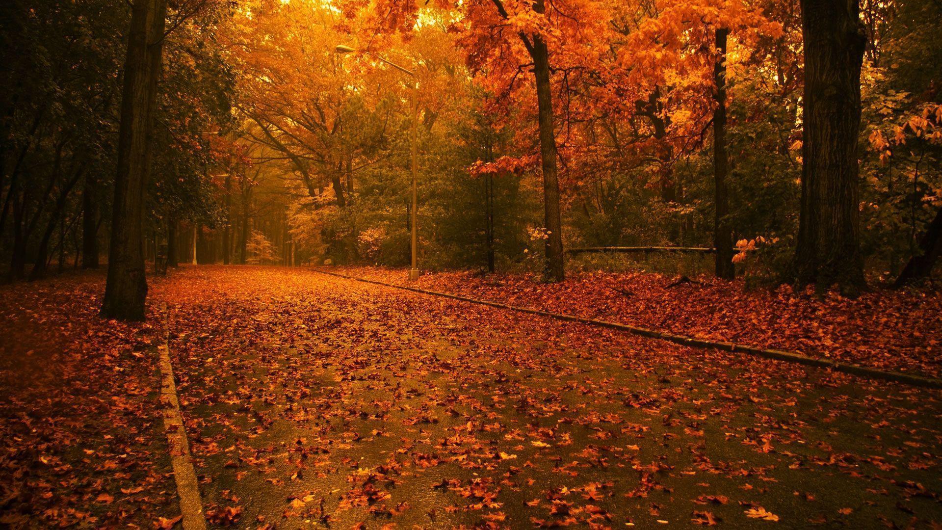Fall Season Road Wallpaper, iPhone Wallpaper, Facebook Cover