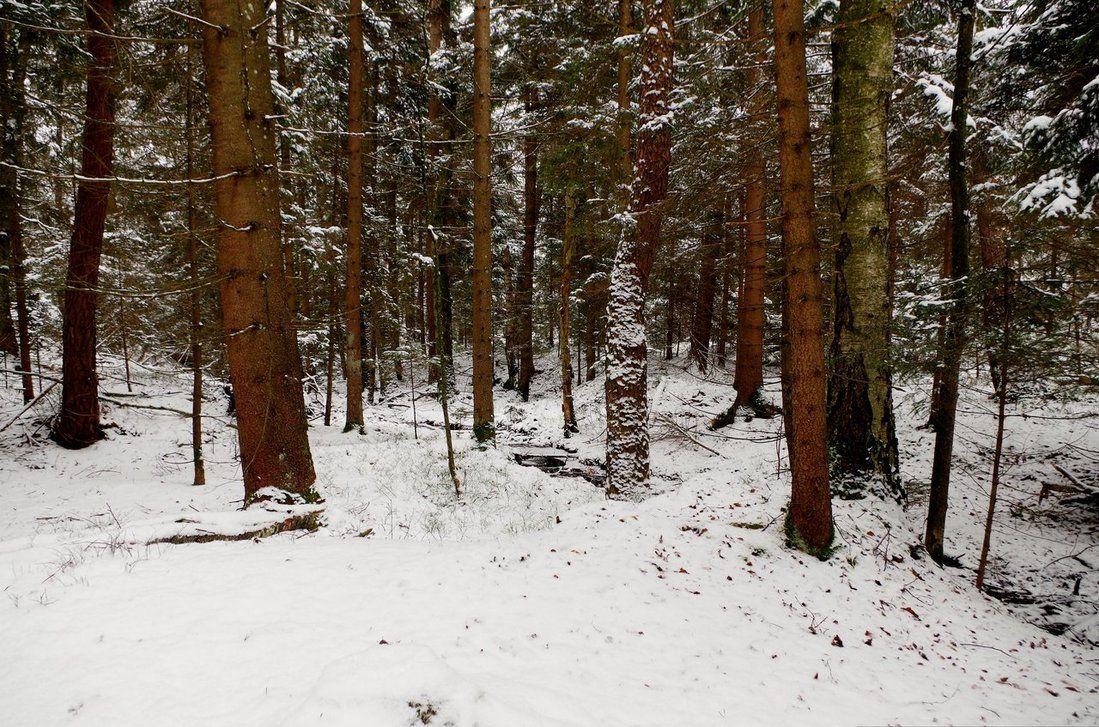 Snowy Forest Background