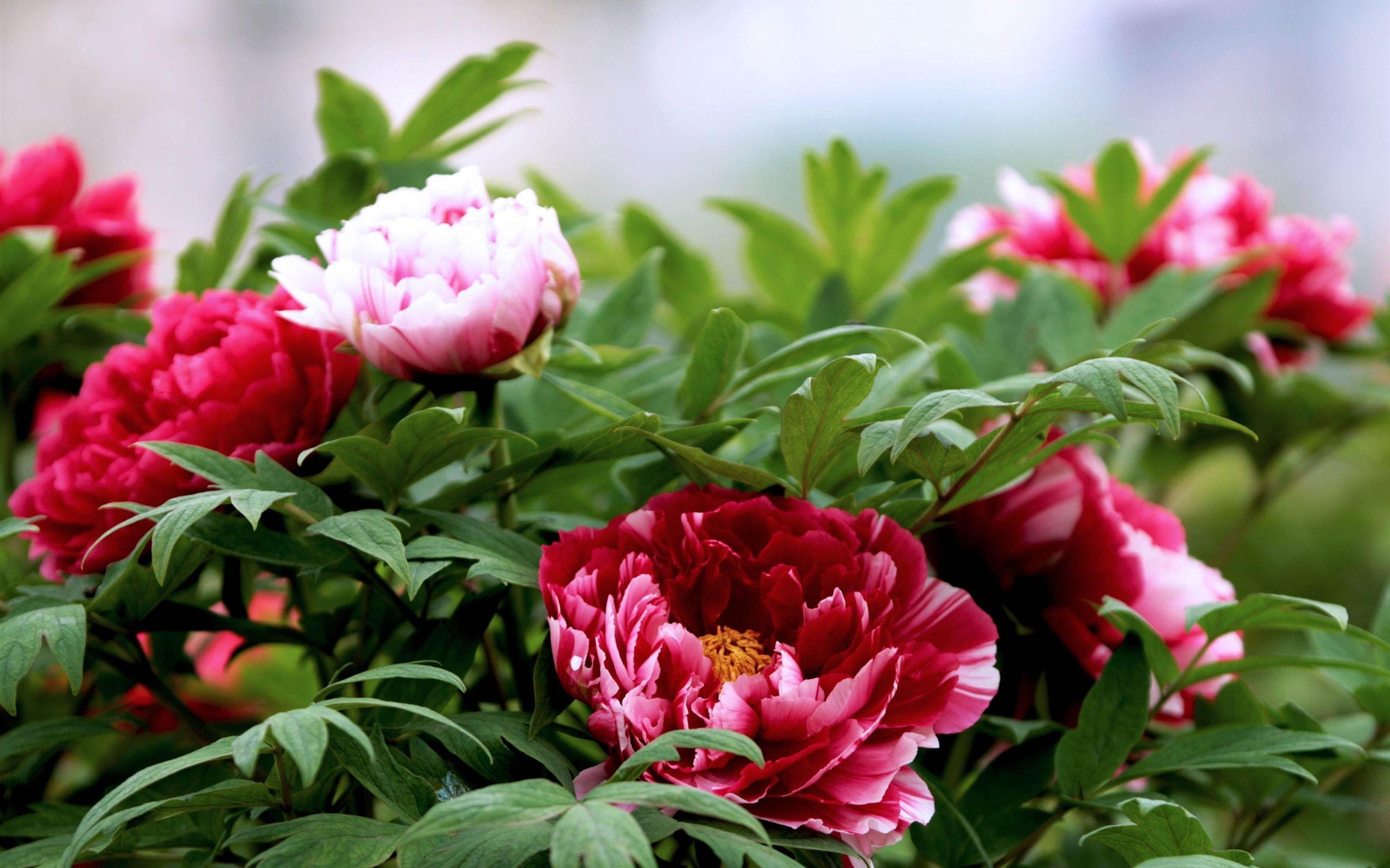 Blooming Bright Peony Flower Photography S