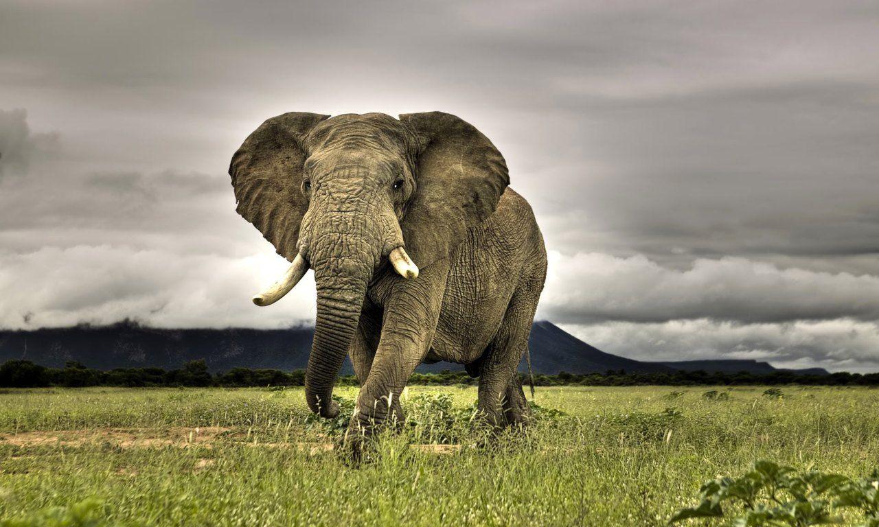 african_elephant_wallpaper